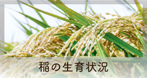 稲の生育